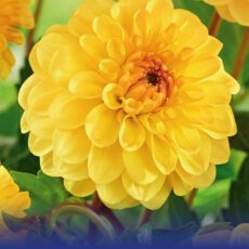 8718641997208 1 Dahlia Golden Scepter.jpg